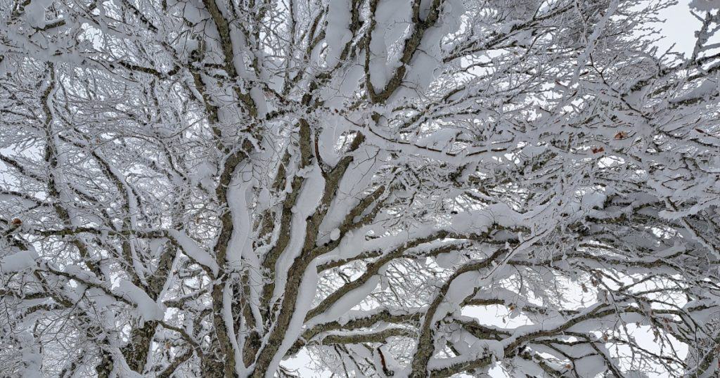 Arbre en neige | Aubrac