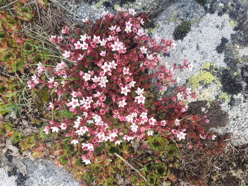 Plante d'Aubrac | Sedum Dasyphyllum