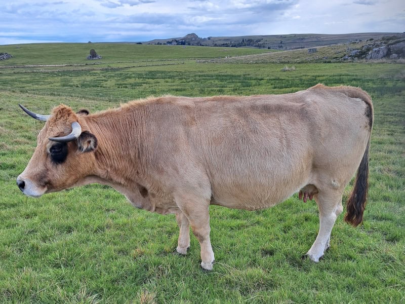 Vache Aubrac | Samba | Nasbinals